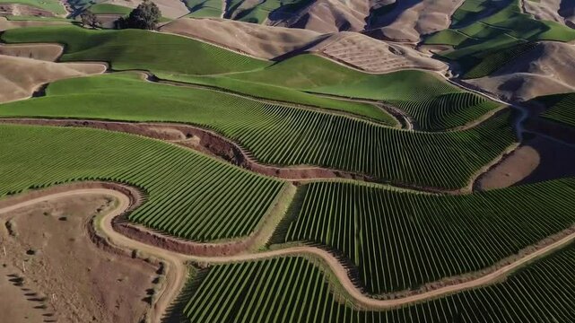 Aerial view: serpentine vineyard patterns across rolling hills in sunlight