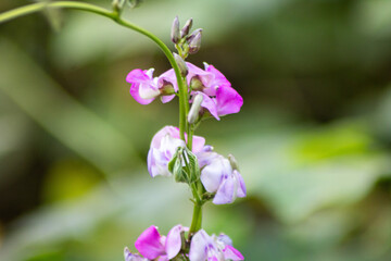 Jack bean Flower, Green Jack Beans flower growing in field, House bean, Sword bean growing