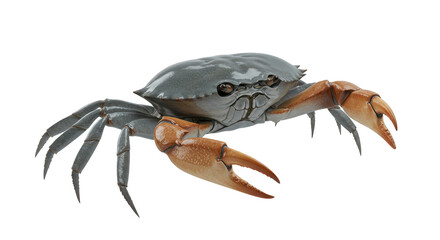Isolated Blue Crab
