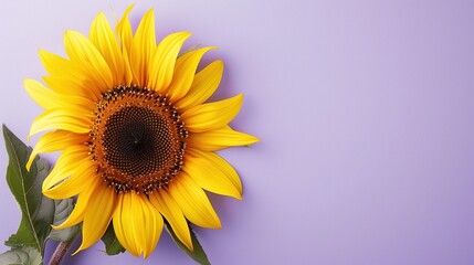 Obraz premium A sunflower on a purple background, representing summer and sunshine. Web banner with copy space on the right.