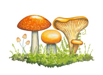 Composition with mushrooms, green grass. Watercolor on a white background