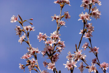日本周遊　初夏の陽気の東秩父あたり