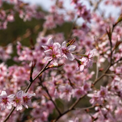 日本周遊　初夏の陽気の東秩父あたり