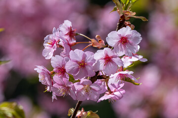 日本周遊　初夏の陽気の東秩父あたり