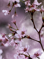 日本周遊　初夏の陽気の東秩父あたり