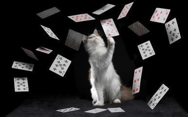 playing cards fall on a black table