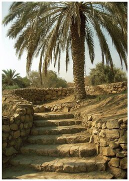 palm trees on the beach in egypt escada de pedras