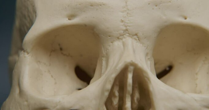 Closeup as camera slowly pans across skull eye sockets with light gray background.
