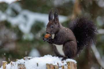 Eichhörnchen (Sciurus vulgaris)