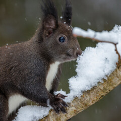 Eichhörnchen (Sciurus vulgaris)