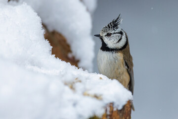 Obraz premium Haubenmeise (Lophophanes cristatus)