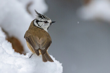 Obraz premium Haubenmeise (Lophophanes cristatus)