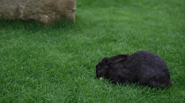 An absolutely adorable black rabbit peacefully resting on lush green grass in natures beauty