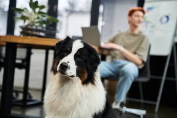 Red haired man works in the office, enjoying time with his loyal dog