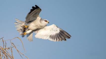 Black-winged Kite with mouse in paws. Bird of prey