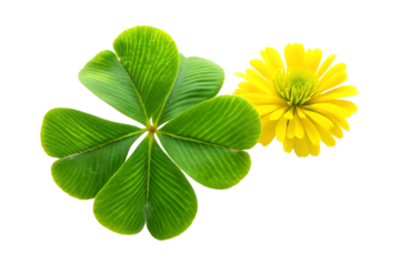Four leaf clover with yellow flower on transparent background 
