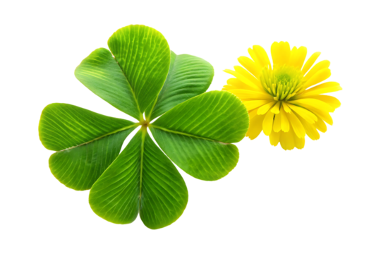 Four leaf clover with yellow flower on transparent background  - Powered by Adobe