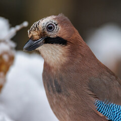 Eichelhäher (Garrulus glandarius)