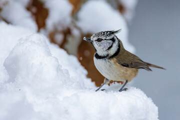 Haubenmeise (Lophophanes cristatus)