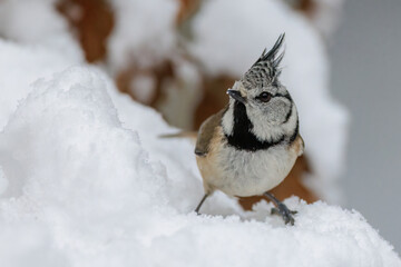Haubenmeise (Lophophanes cristatus)