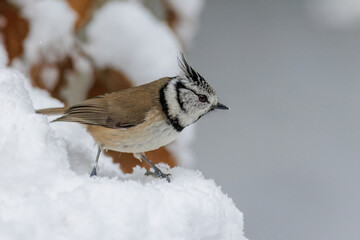 Haubenmeise (Lophophanes cristatus)