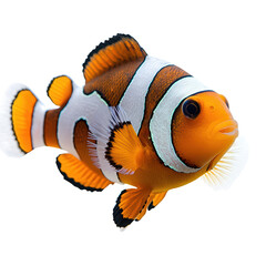 Colorful clownfish png vibrant clownfish png tropical clownfish png animated clownfish png lively clownfish png transparent background image