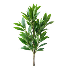 Fototapeta premium Natural coastal plant png breezy coastal flora png seaside plant png resilient coastal greenery png vibrant coastal plant png transparent background image