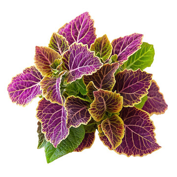 Vibrant coleus png lush coleus leaf png tropical coleus png colorful coleus png decorative coleus png transparent background image