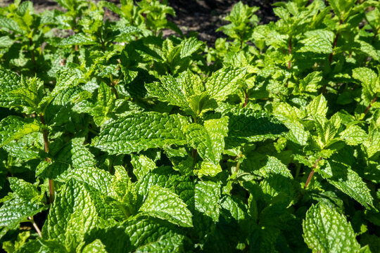 Planta&ccedil;&atilde;o de hortel&atilde; verde em pleno desenvolvimento sob a luz solar brilhante