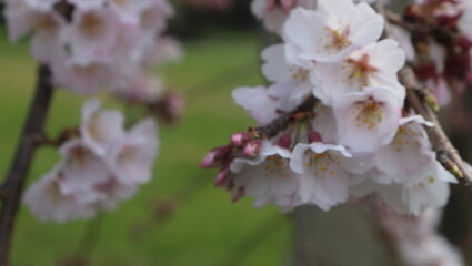 日本の桜
