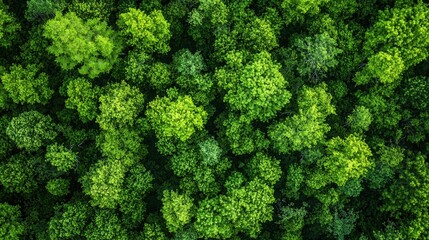 Naklejka premium Aerial view of lush forest canopy in vibrant shades of green