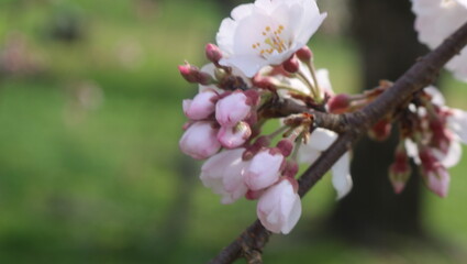 日本の春の桜