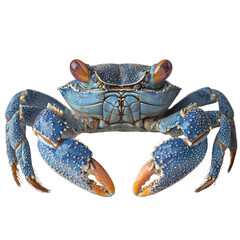 Intricate crab png vibrant crab png detailed crab png natural crab png lively crab png transparent...