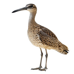 Graceful curlew png detailed curlew png natural curlew png elegant curlew png subtle curlew png...