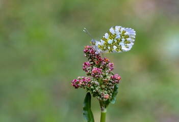 Orange Ornate Butterfly (Anthocharis cardamines) on a flower in Yamanlar Mountain.