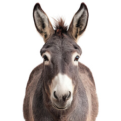 Charming donkey png rustic donkey png sturdy donkey png gentle donkey png lively donkey png transparent background image