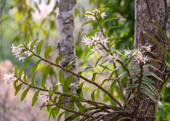 Garden view of dendrobium draconis epiphytic orchid species with delicate white and orange flowers blooming outdoors on natural background