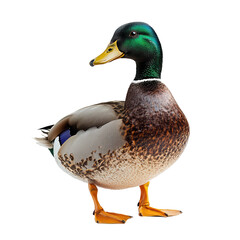 Obraz premium Charming duck png playful duck png vibrant duck png lively duck png classic duck png transparent background image