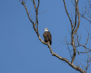 Eagle perched