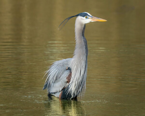 Blue heron
