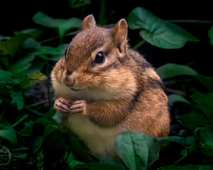 Chipmunk cute