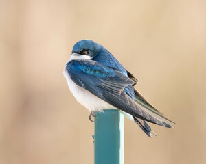 Tree Swallow