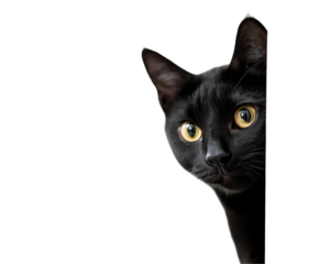 Black cat peeking around white corner, bright yellow eyes wide with intense curiosity. This feline is peeking with hidden intrigue, perfect for marketing needing surprise element. Cute pet peeking cap