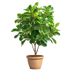Obraz premium Lush ficus png vibrant ficus plant png natural ficus png elegant ficus png tropical ficus png transparent background image