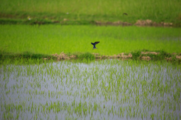 Bird is hunting over green rice field