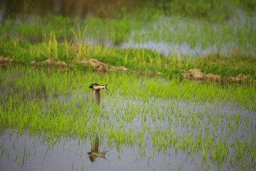 Bird is hunting over green rice field