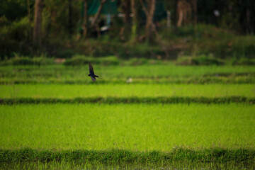 Fototapeta premium Bird is hunting over green rice field