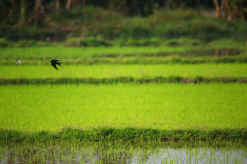Bird is hunting over green rice field
