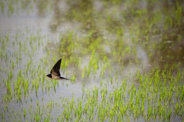 Bird is hunting over green rice field