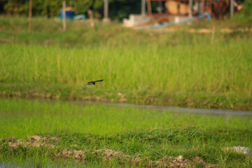 Bird is hunting over green rice field